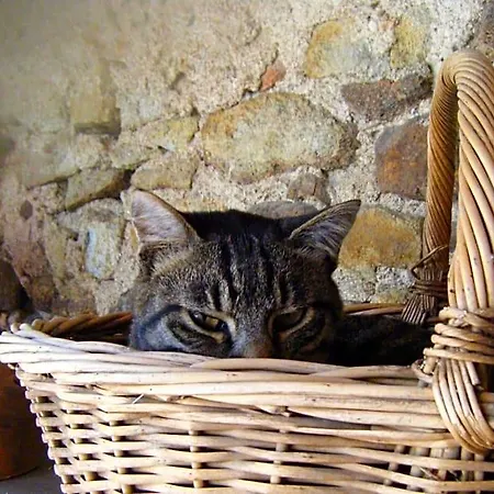 Le Clos Goëlle Bed and breakfast Moissat